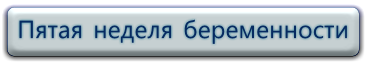 5 неделя беременности